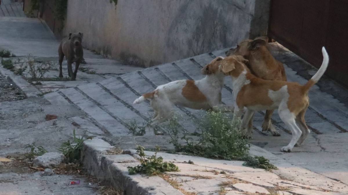 ¡Que miedo! Perros acorralan a hombre en la CDMX