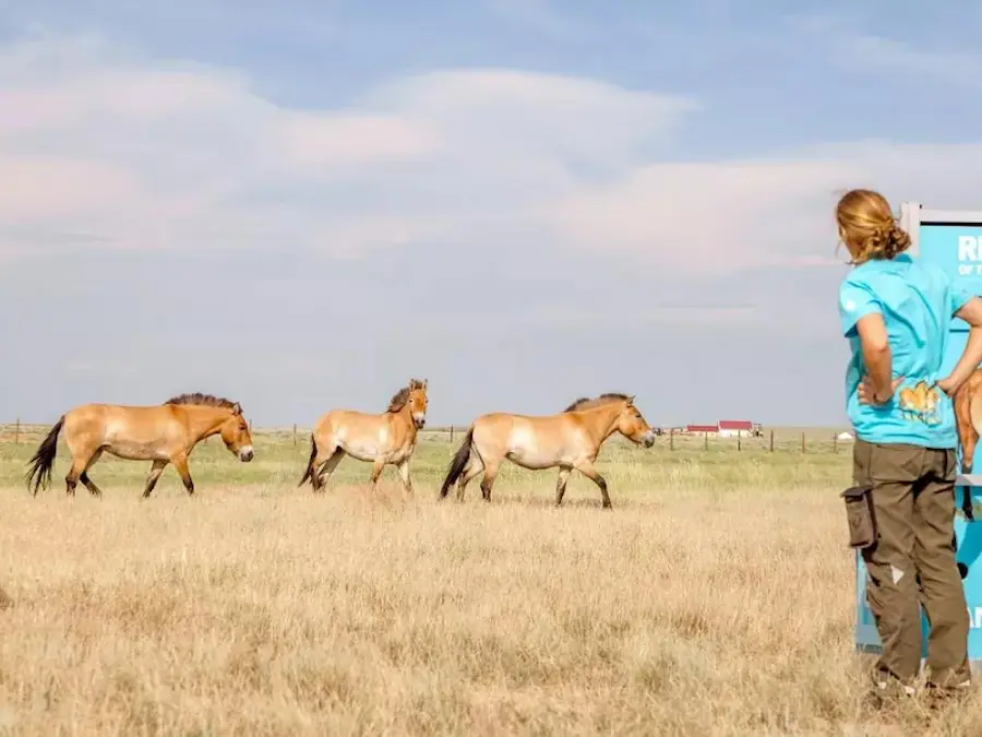 Salvan de la extinción al caballo de Przewalski; vuelven a Kazajstán