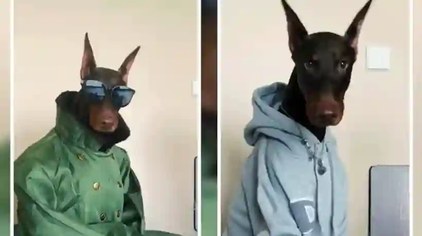 Doberman Xu Tiegang conquista redes con sus elegantes atuendos