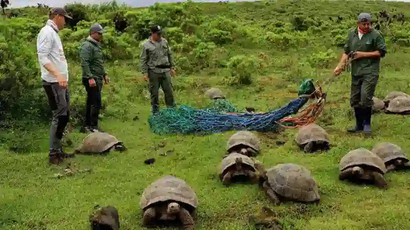 Exitosa reinserción de tortugas endémicas en las Islas Galápagos