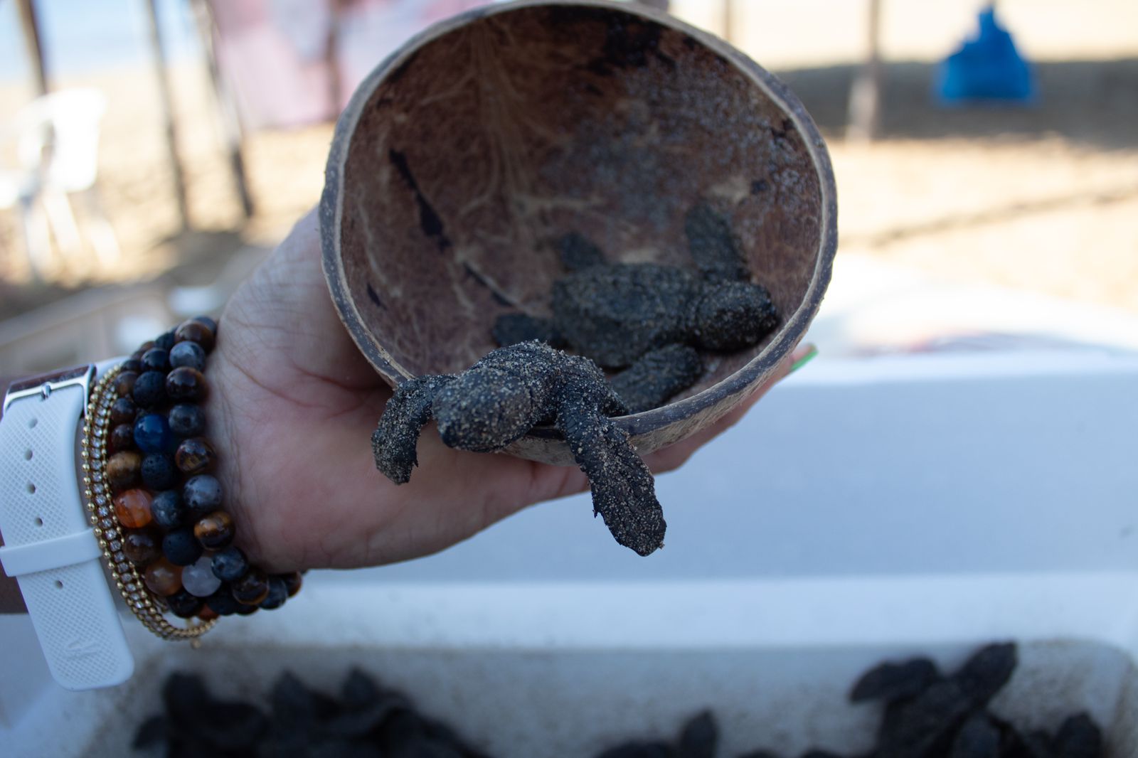 La SSP refuerza conocimientos en protección y manejo de tortuga marina