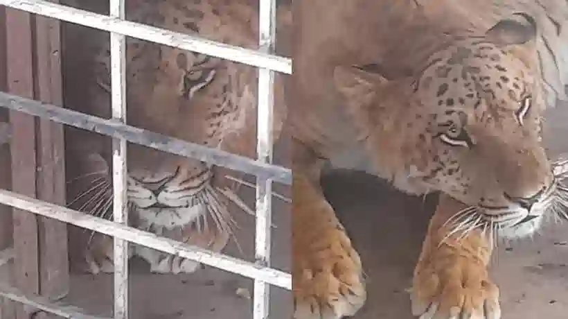 Hallan tigre en domicilio abandonado tras balacera en Coyame del Sotol, Chihuahua