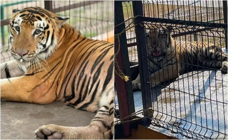 Alertan por un tigre suelto en Reynosa que no ha sido capturado