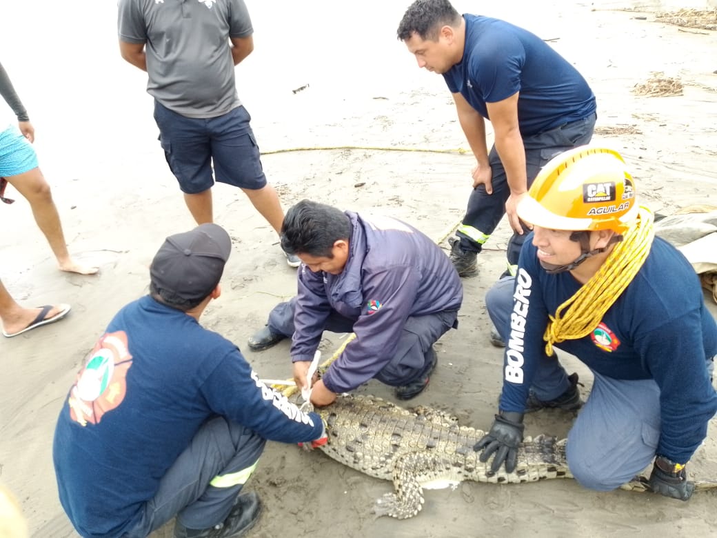 Intensifican búsqueda de cocodrilos en Acapulco; ya capturaron a ocho