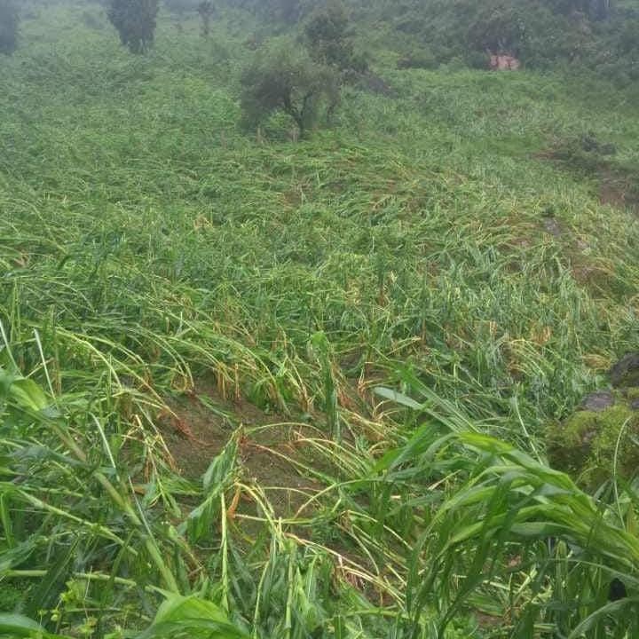 Campesinos lamentan los daños provocados por John en los campos de labor