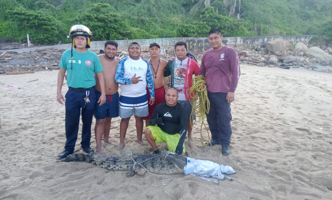 Capturan cocodrilo de dos metros en Pie de la Cuesta; ya son 19