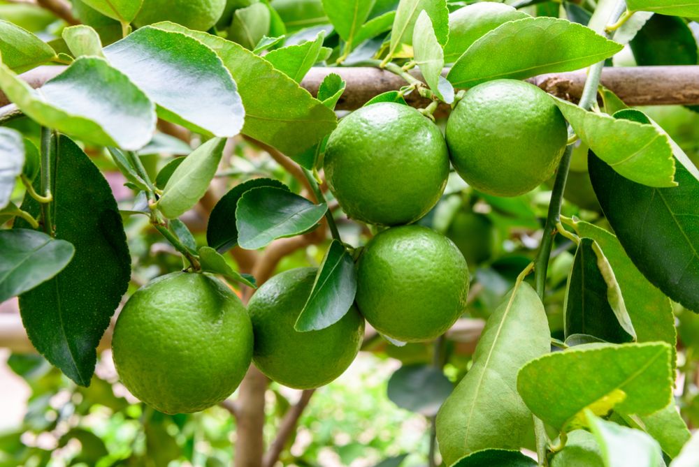 El limón: un aliado versátil para la cocina, la salud y la medicina tradicional