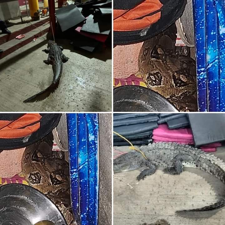 Capturan 10 serpientes y un cocodrilo en Acapulco