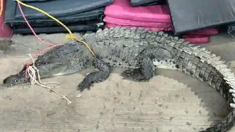 Cocodrilos continúan sueltos tras huracán John; capturan 5 y faltan 35