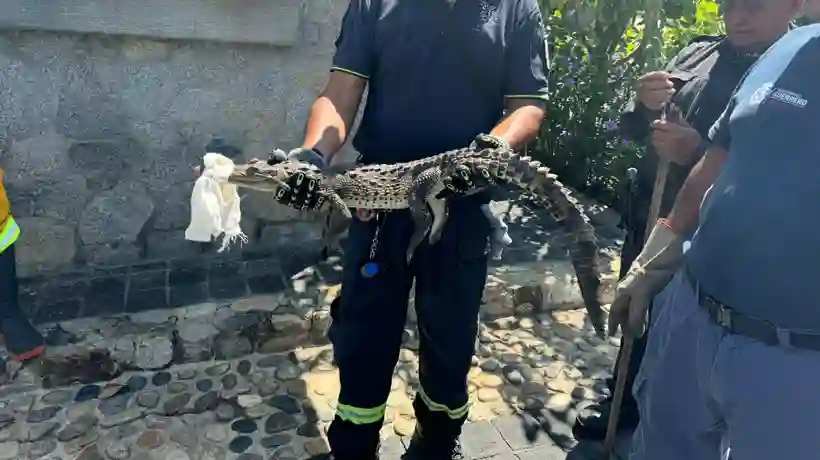 Implementan operativo especial para capturar cocodrilos en zonas urbanas de Acapulco