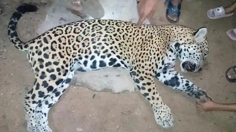 Denuncian muerte de jaguar en Atoyac; exigen investigación